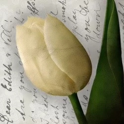 Cuadro decorativo Tulipán amarillo flor